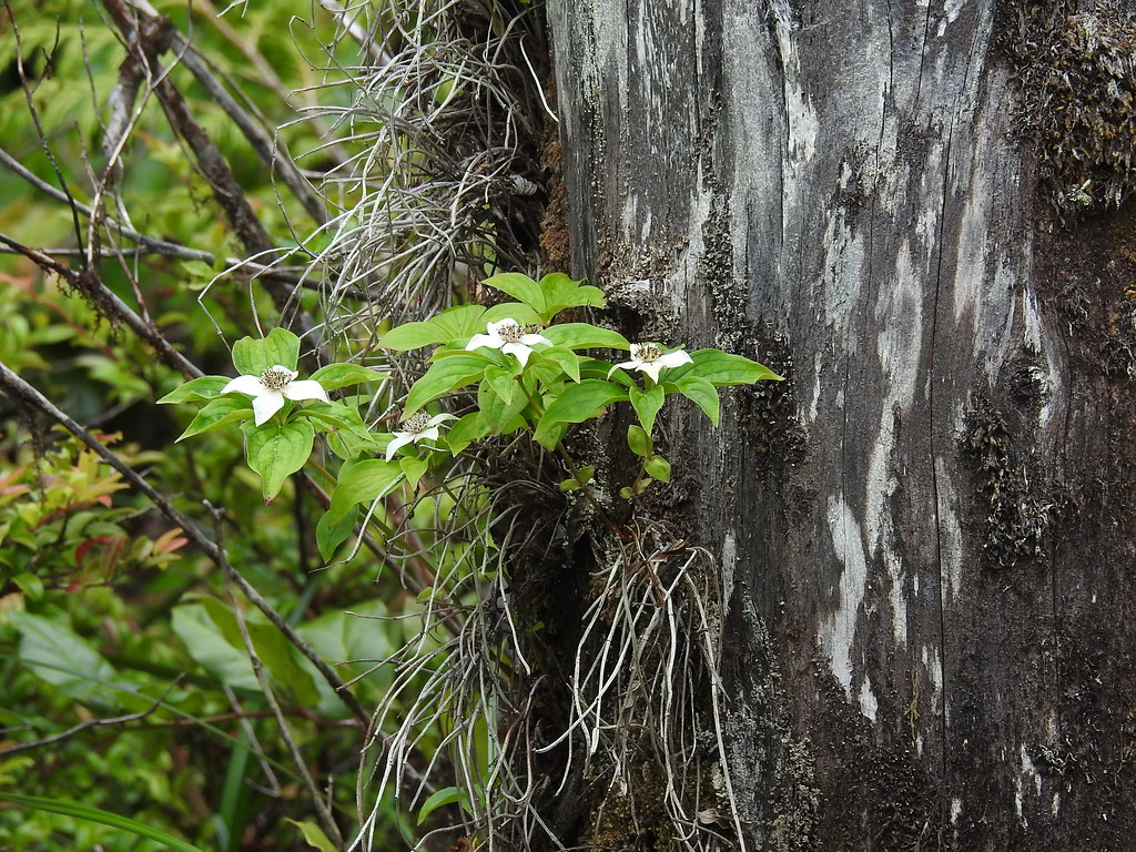 Bunchberry - Image 6