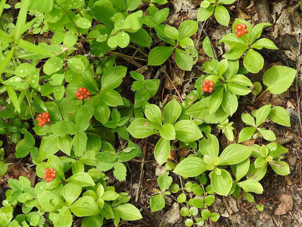 Bunchberry - Image 7