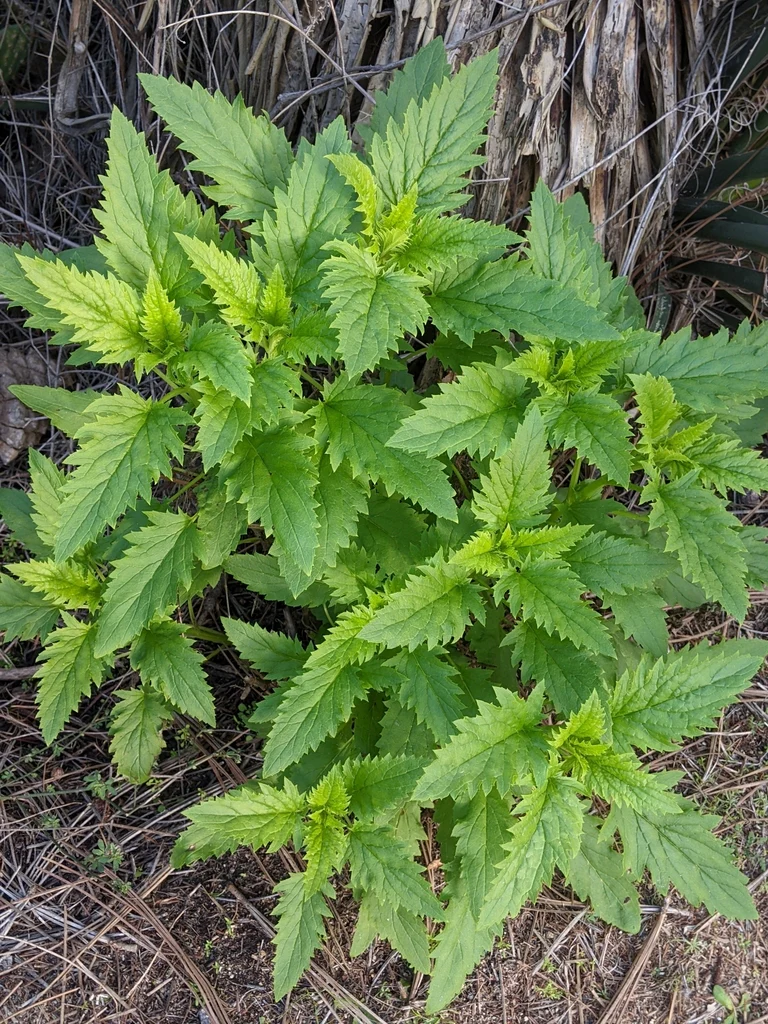 California Bee Plant - Image 3