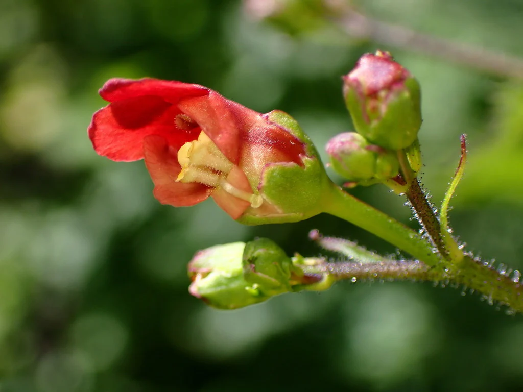 California Bee Plant - Image 4