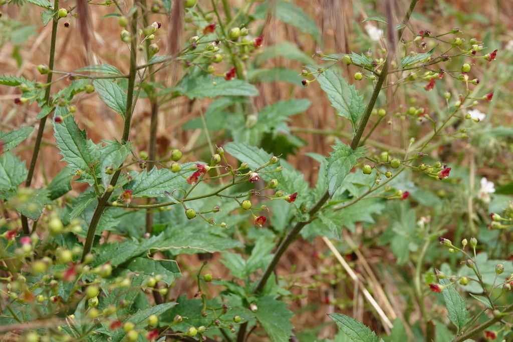 California Bee Plant - Image 5