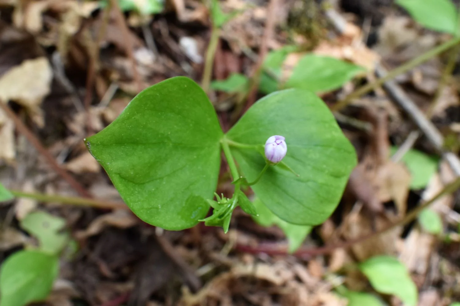 Candyflower - Image 2