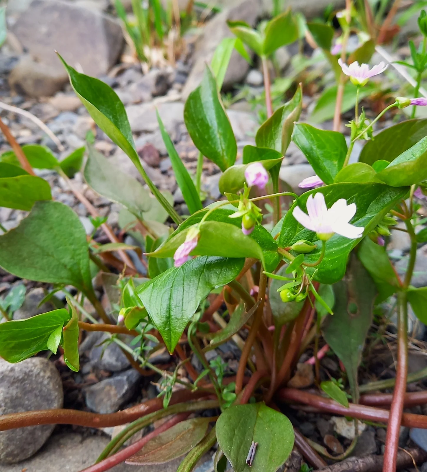 Candyflower - Image 4