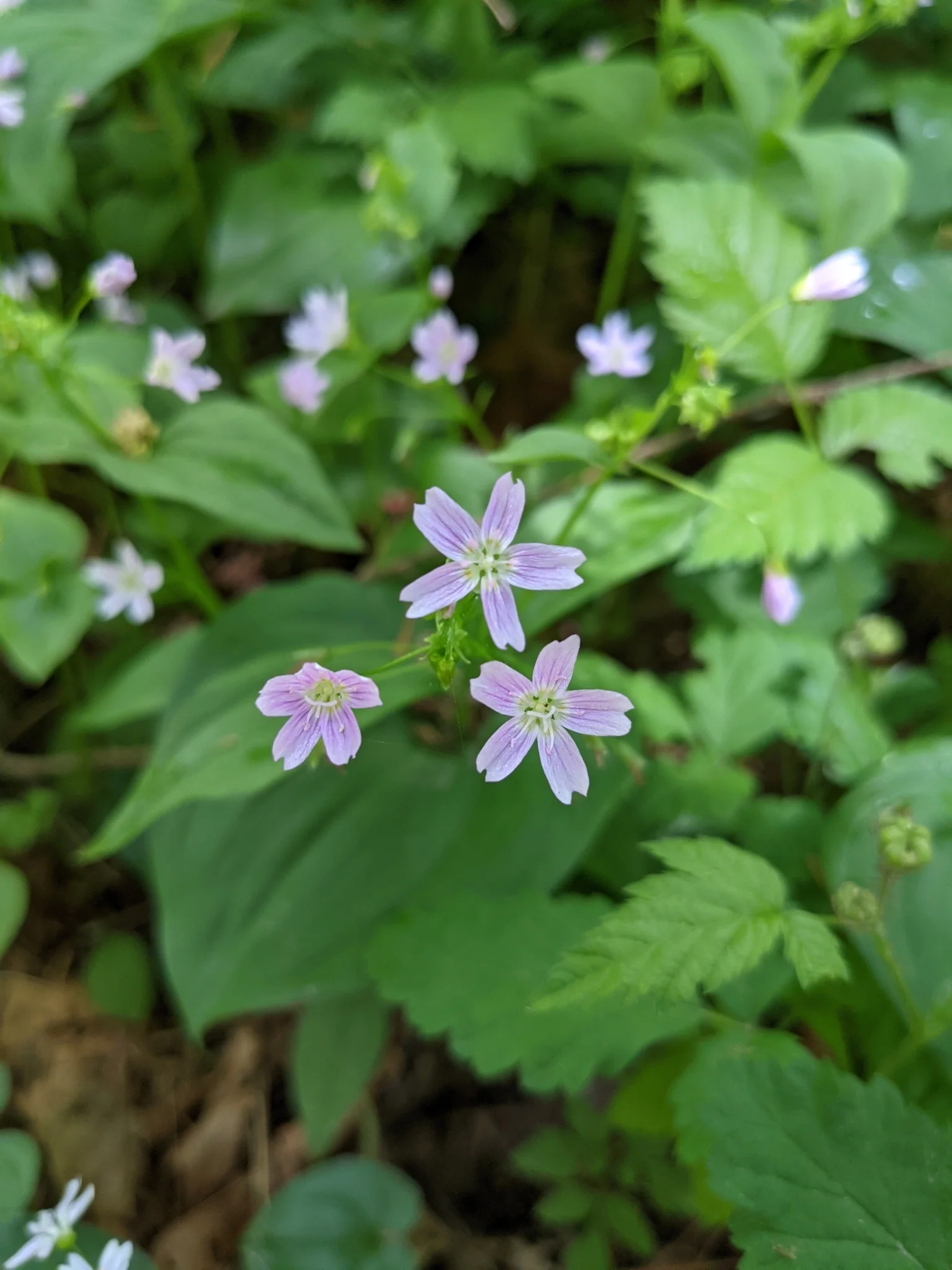 Candyflower - Image 5