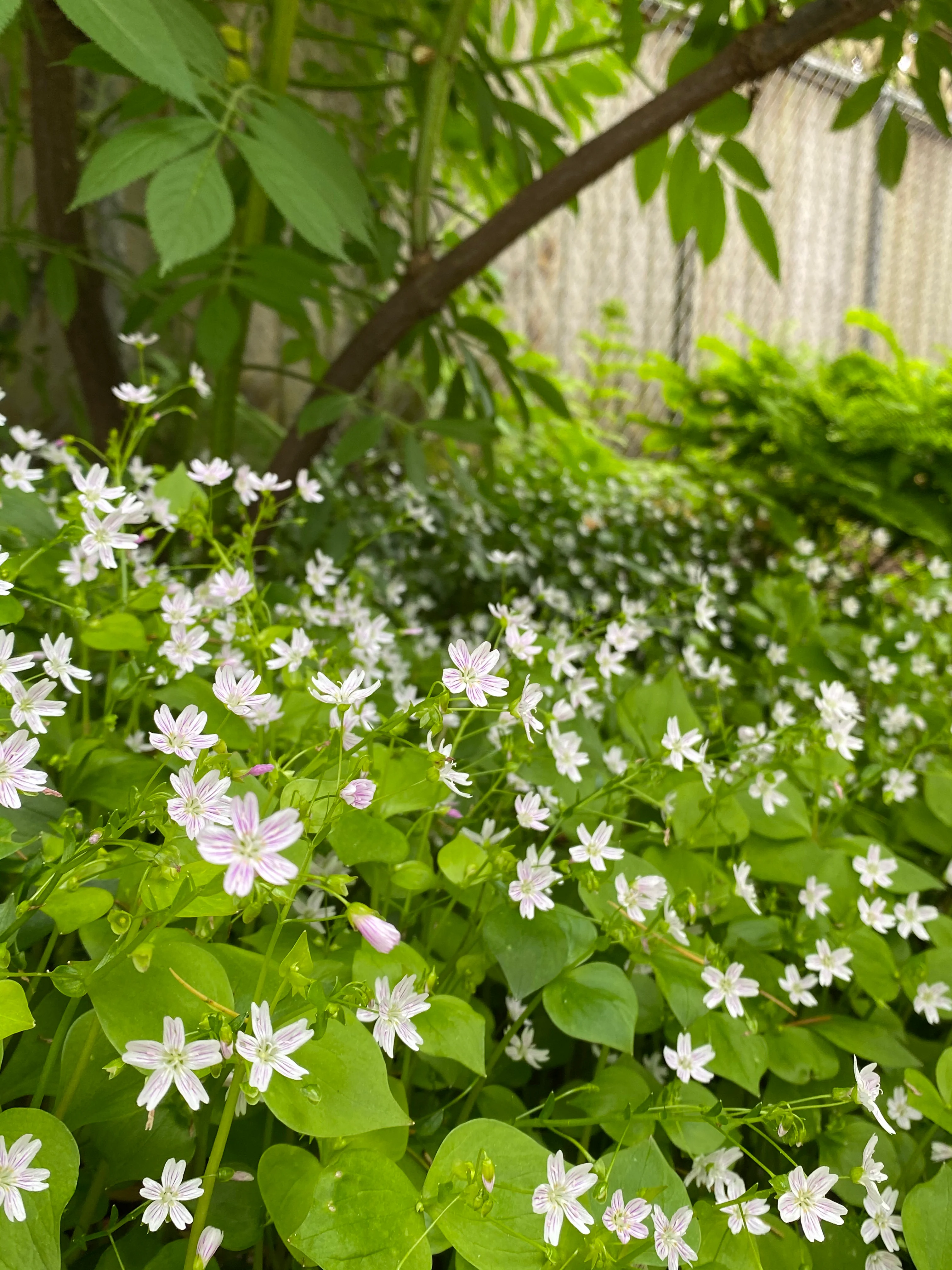 Candyflower - Image 6