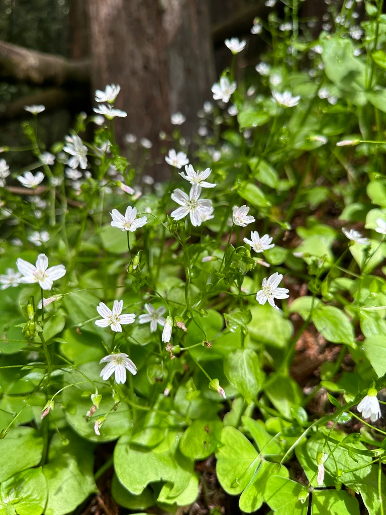 Candyflower - Image 7