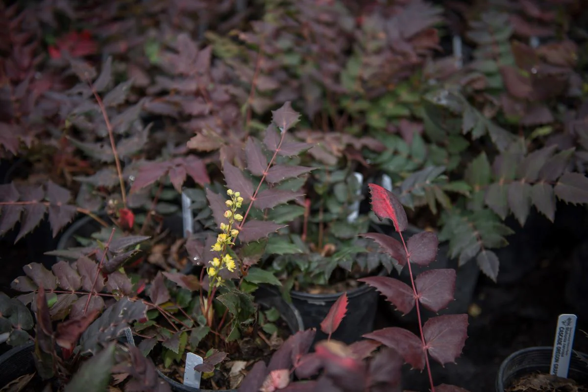 Cascade Oregon Grape - Image 3