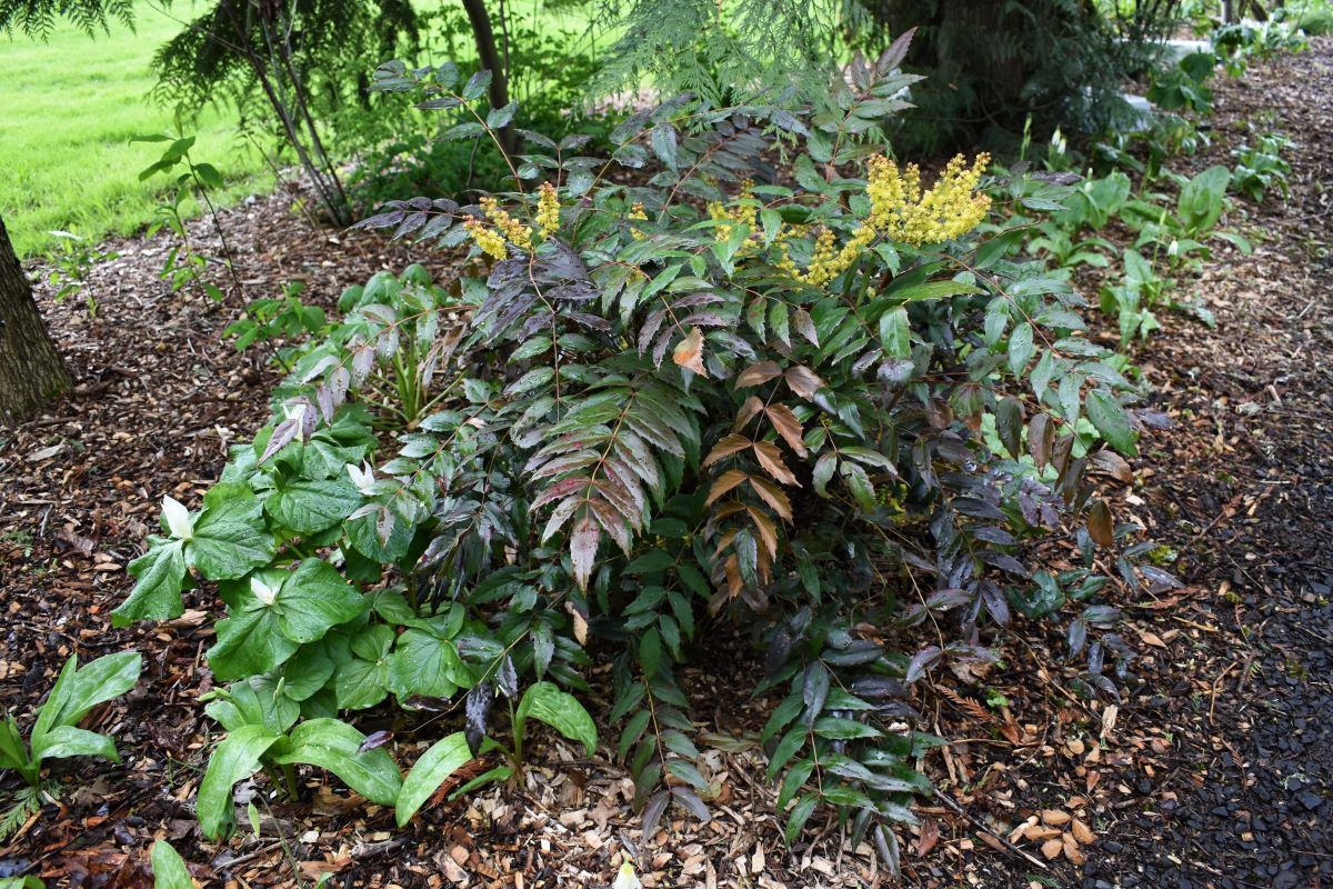 Cascade Oregon Grape - Image 4