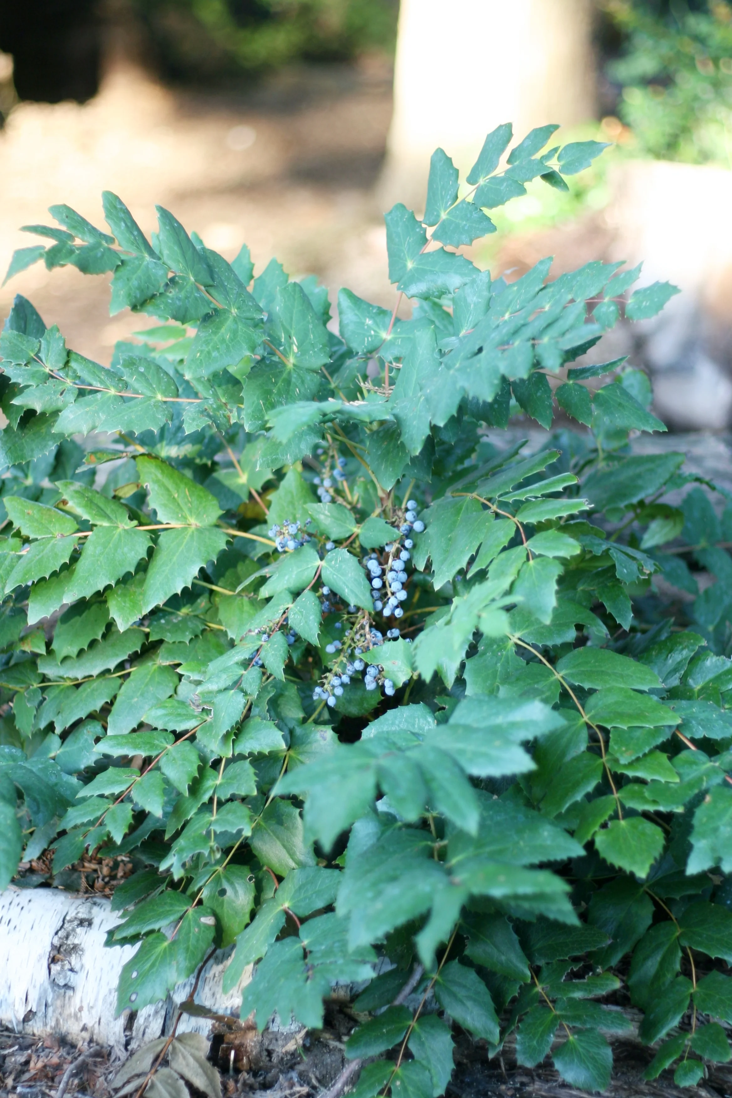 Cascade Oregon Grape - Image 5