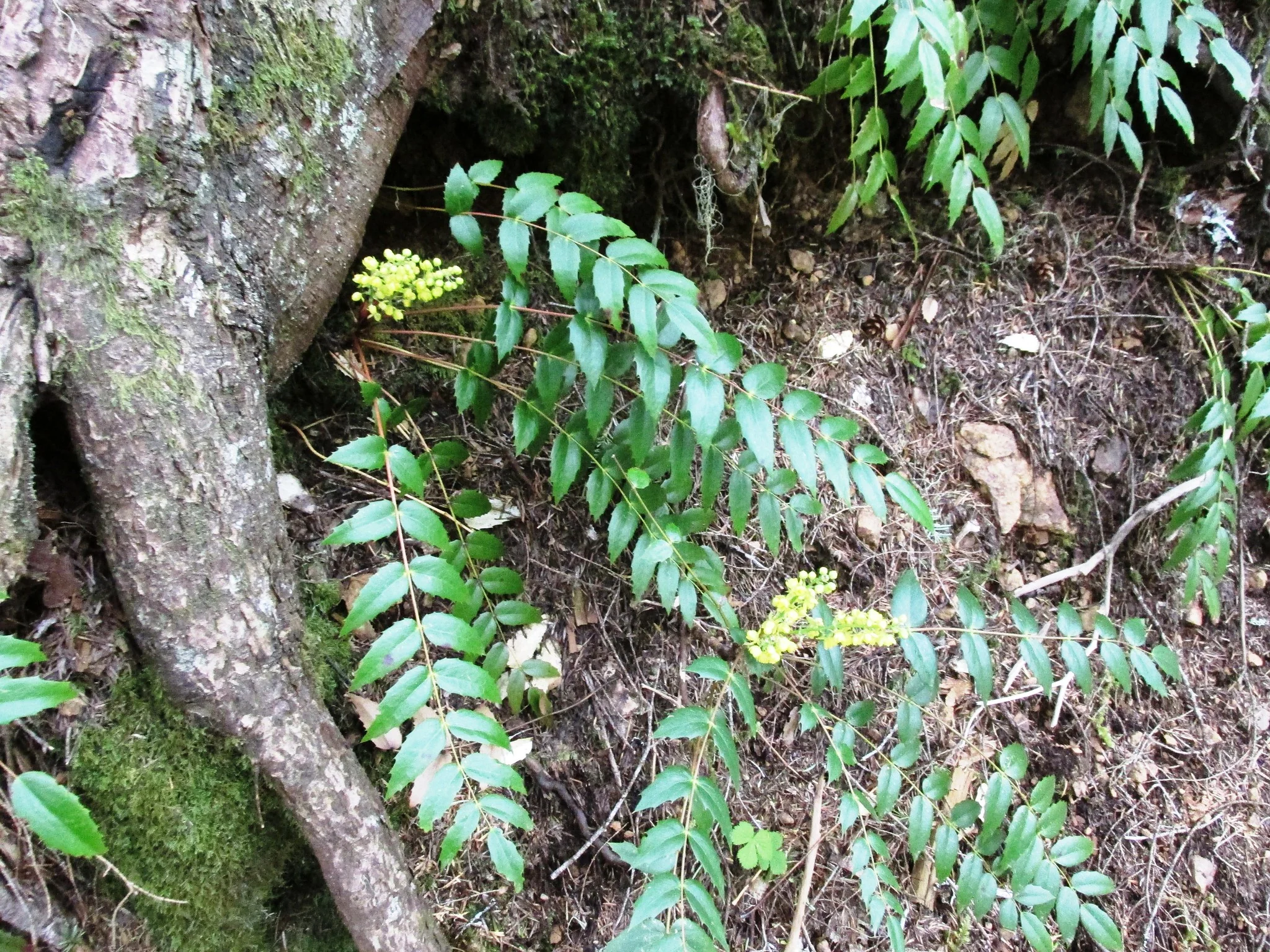 Cascade Oregon Grape - Image 6