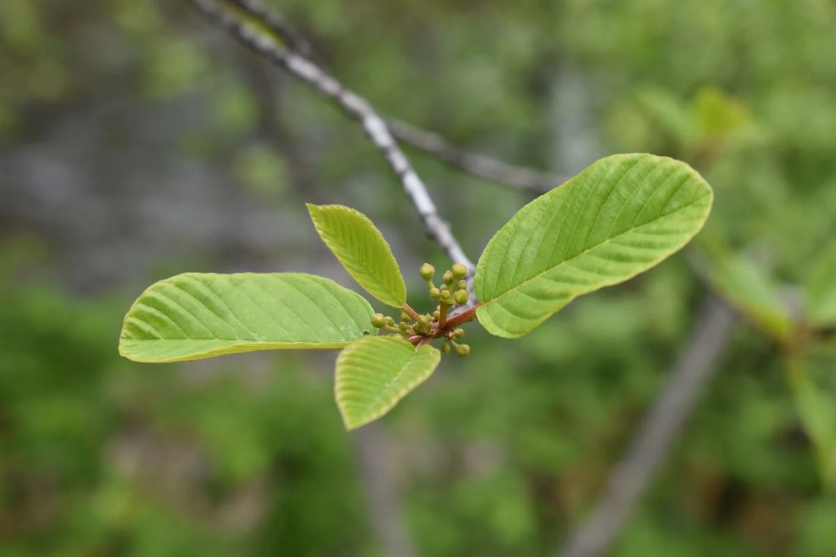 Cascara - Image 3