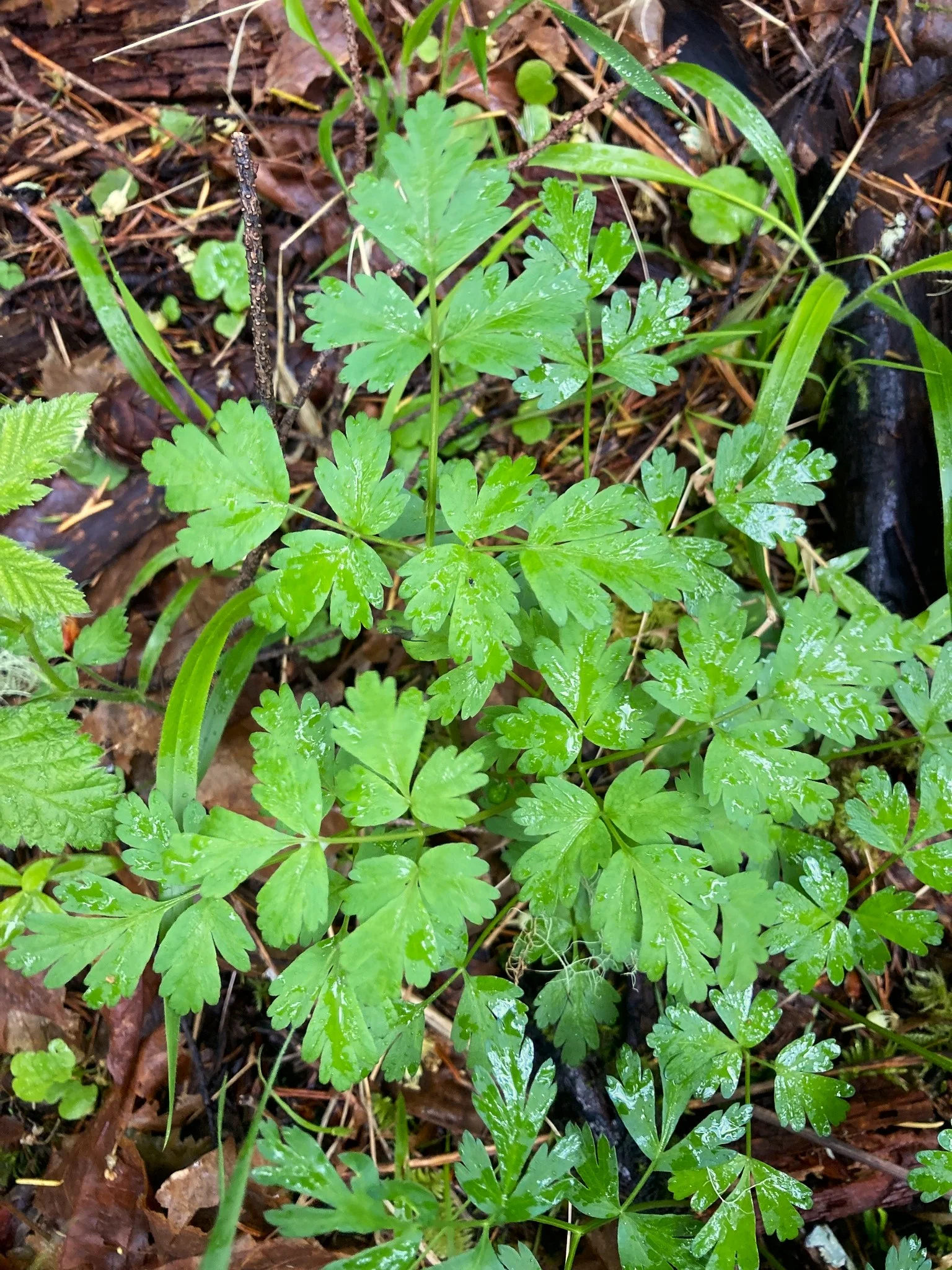 Celery-leaved Lovage (Seeds) - Image 2