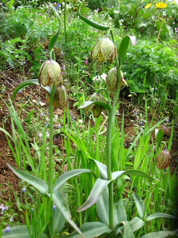 Checker Lily (Bulbs) - Image 3