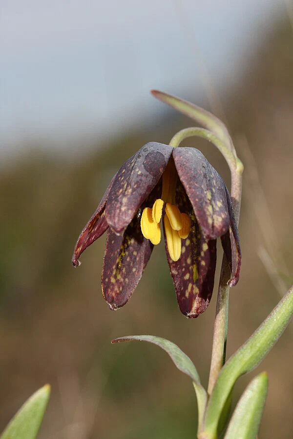 Checker Lily (Bulbs) - Image 4