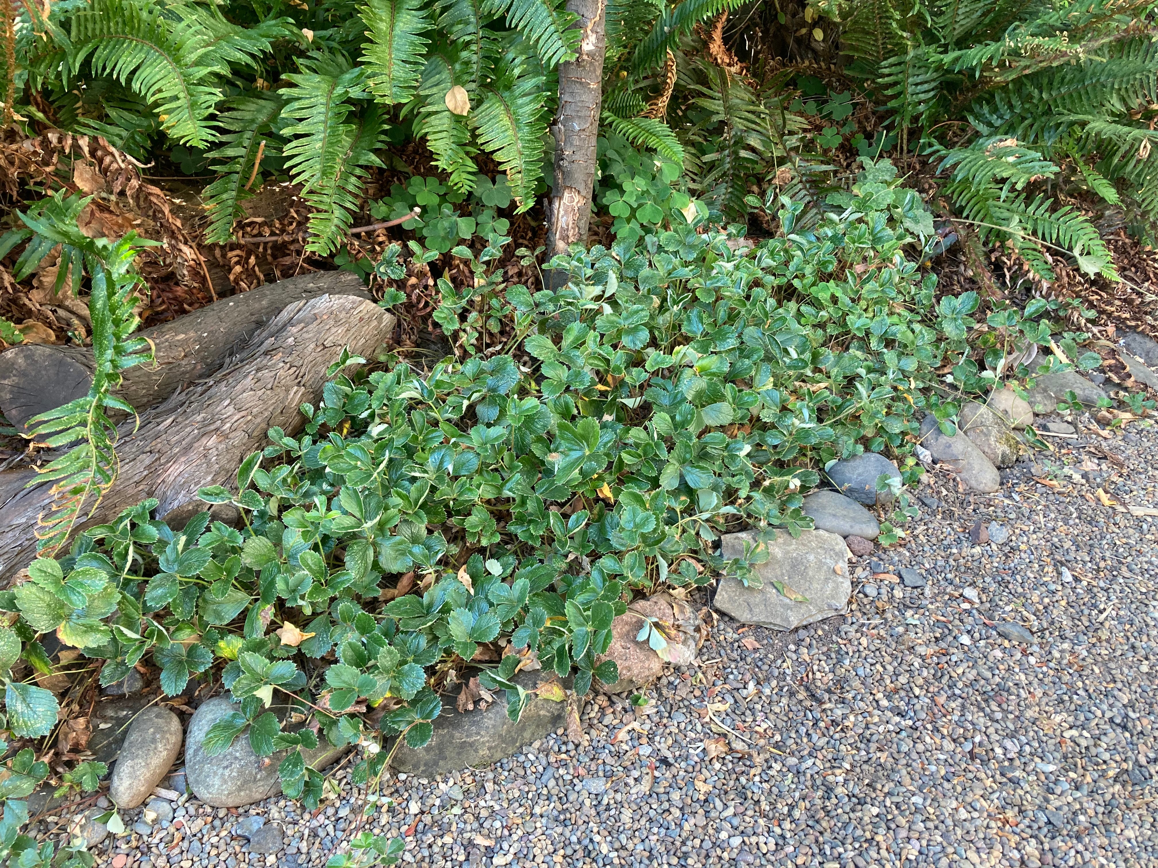 Coastal Strawberry - Image 2
