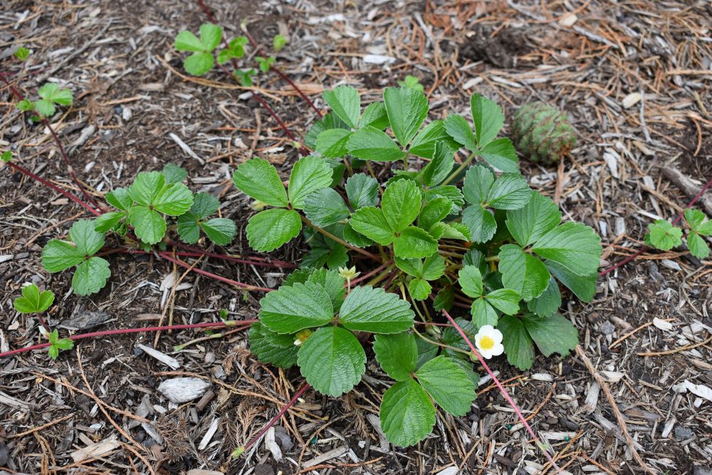 Coastal Strawberry - Image 3