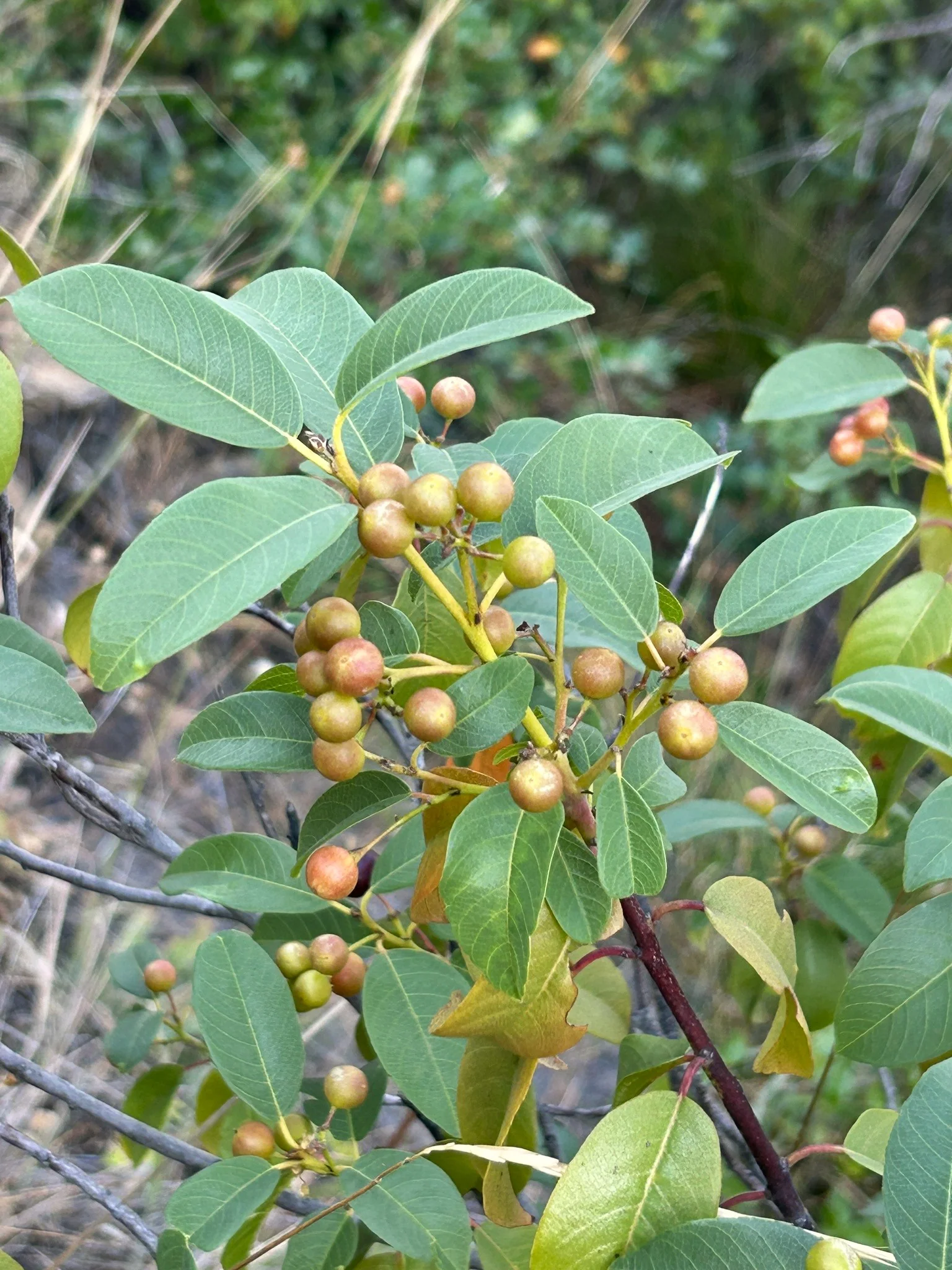 Coffeeberry - Image 3
