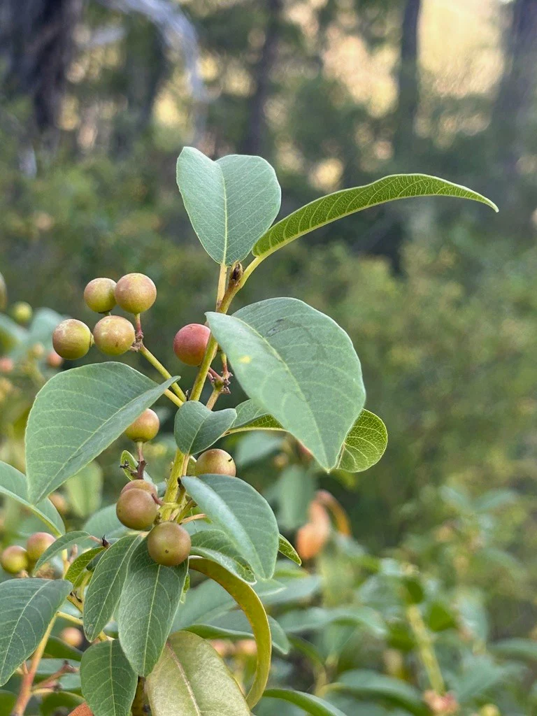 Coffeeberry - Image 4