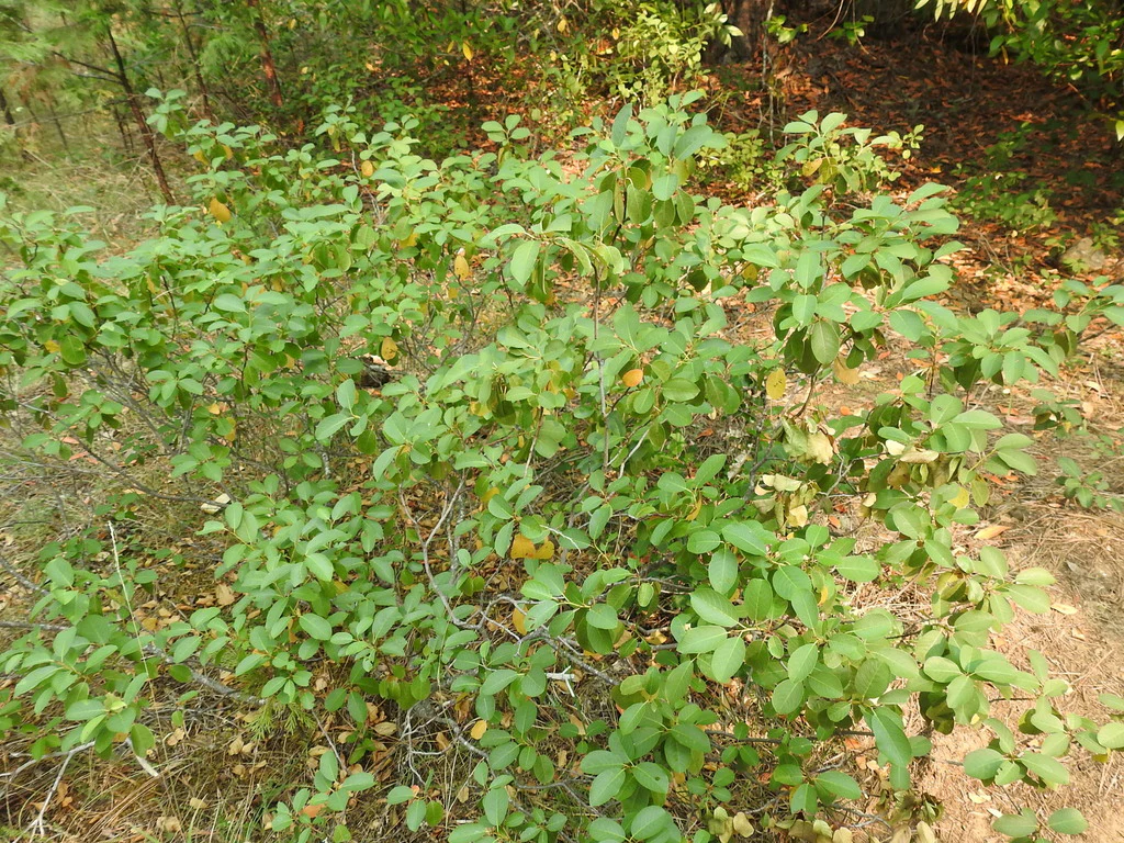 Coffeeberry - Image 5