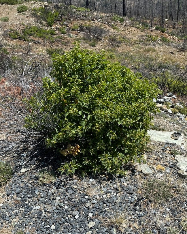 Coffeeberry - Image 6