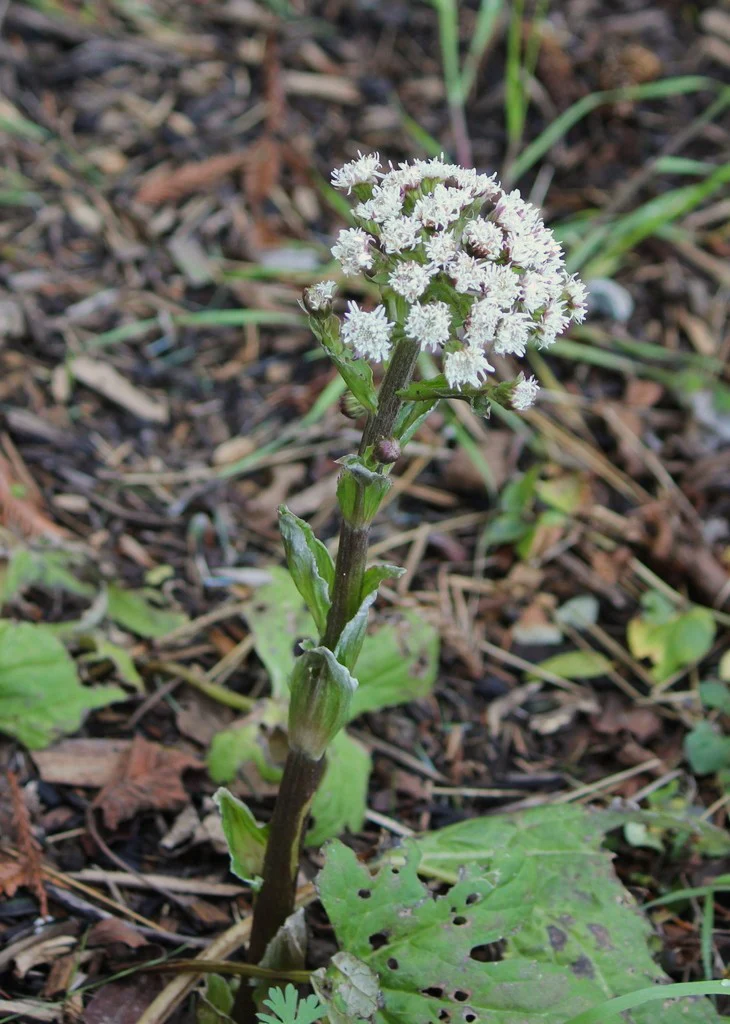 Coltsfoot - Image 3