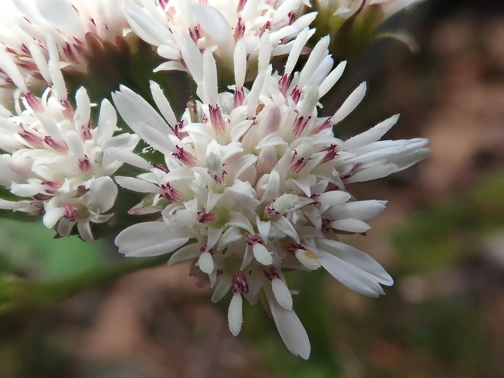 Coltsfoot - Image 4