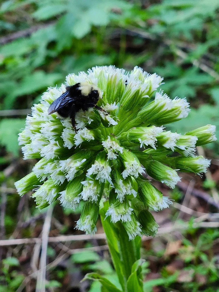Coltsfoot - Image 5