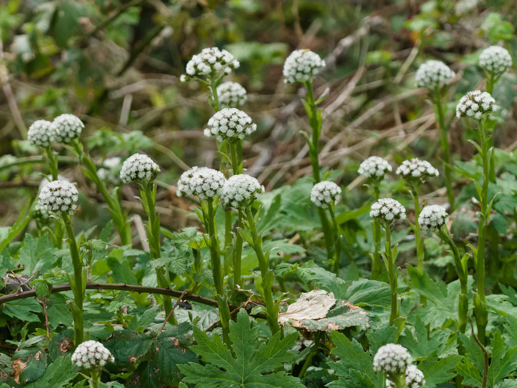 Coltsfoot - Image 6