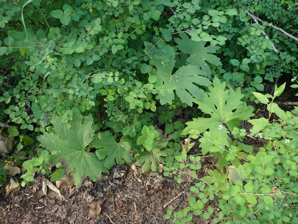 Coltsfoot - Image 7