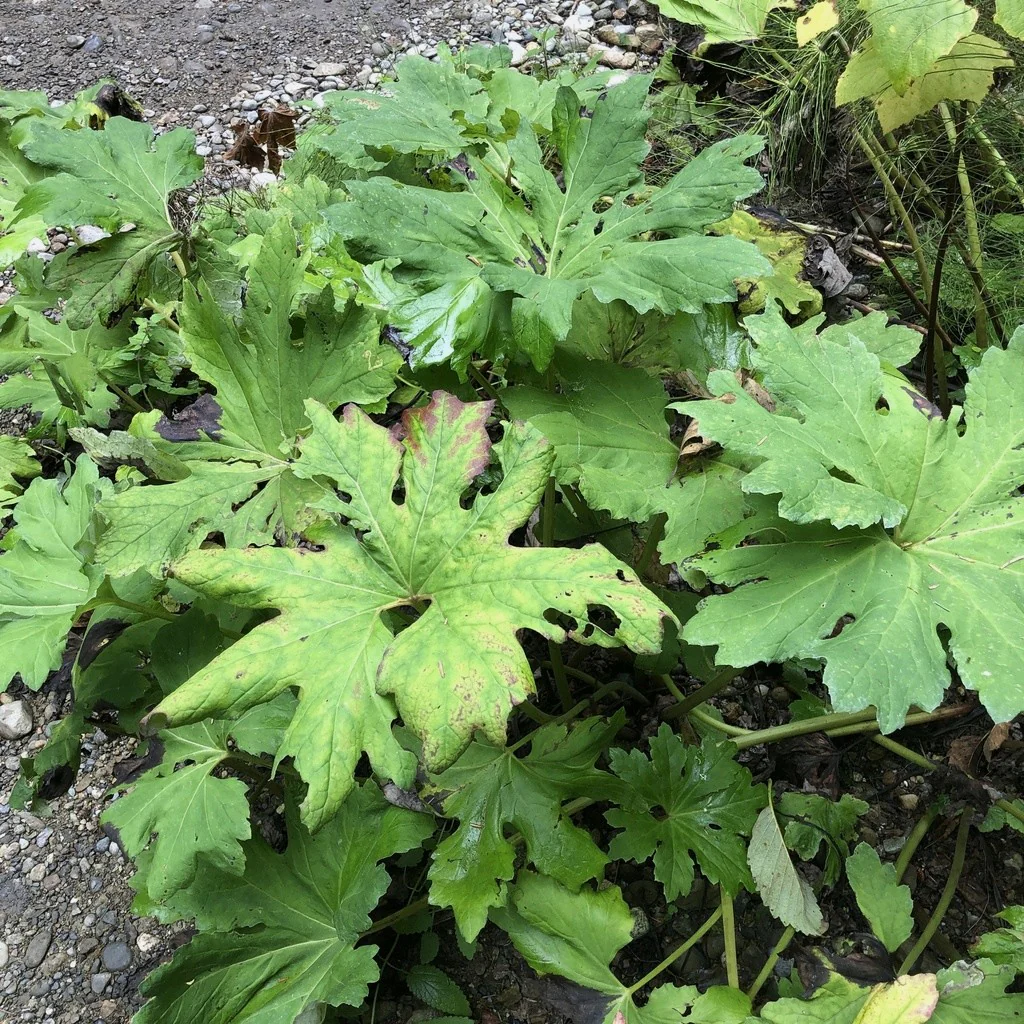 Coltsfoot - Image 8