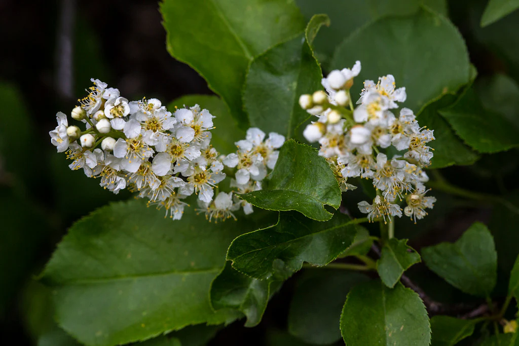 Common Chokecherry - Image 3