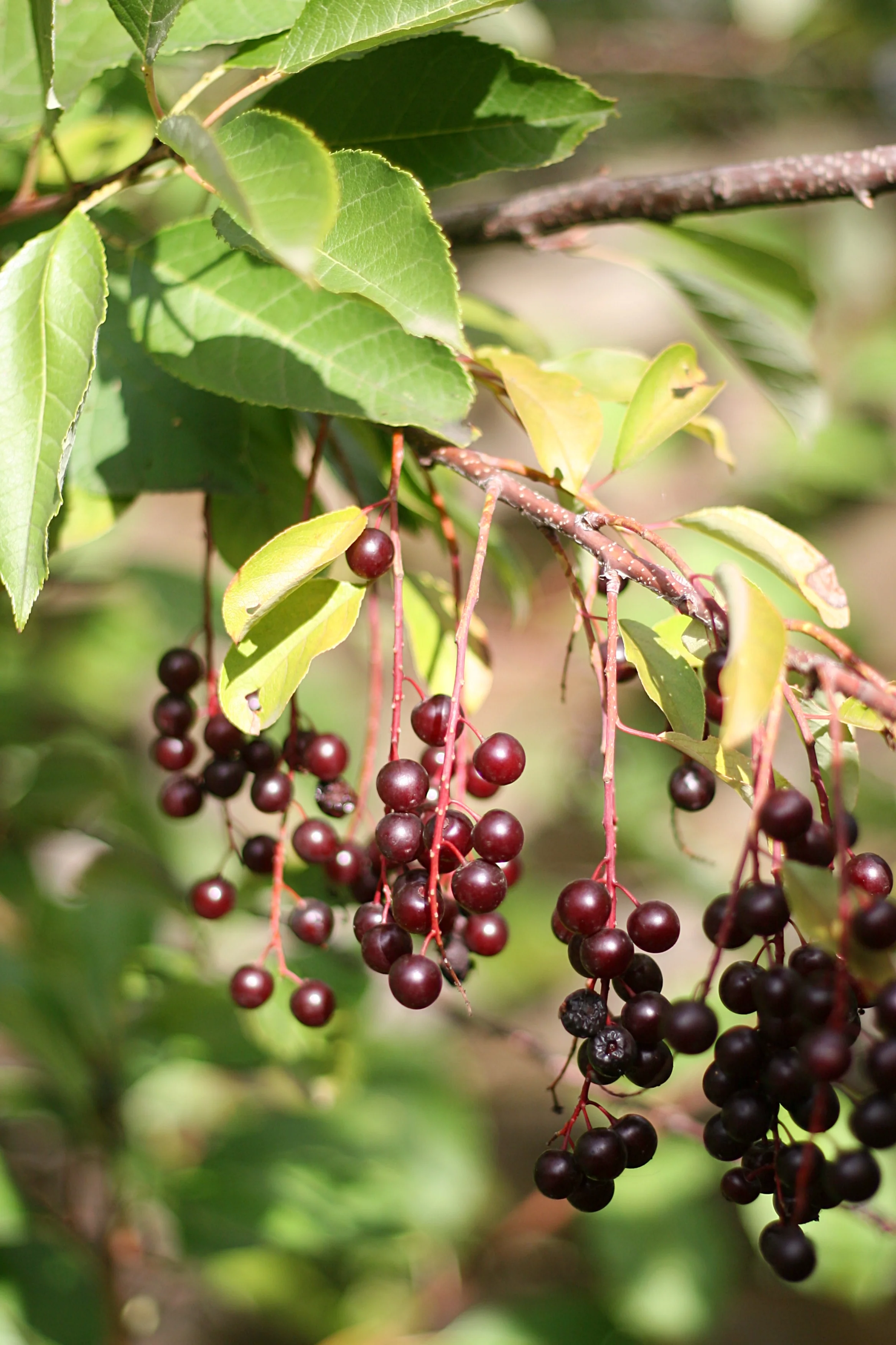 Common Chokecherry - Image 4
