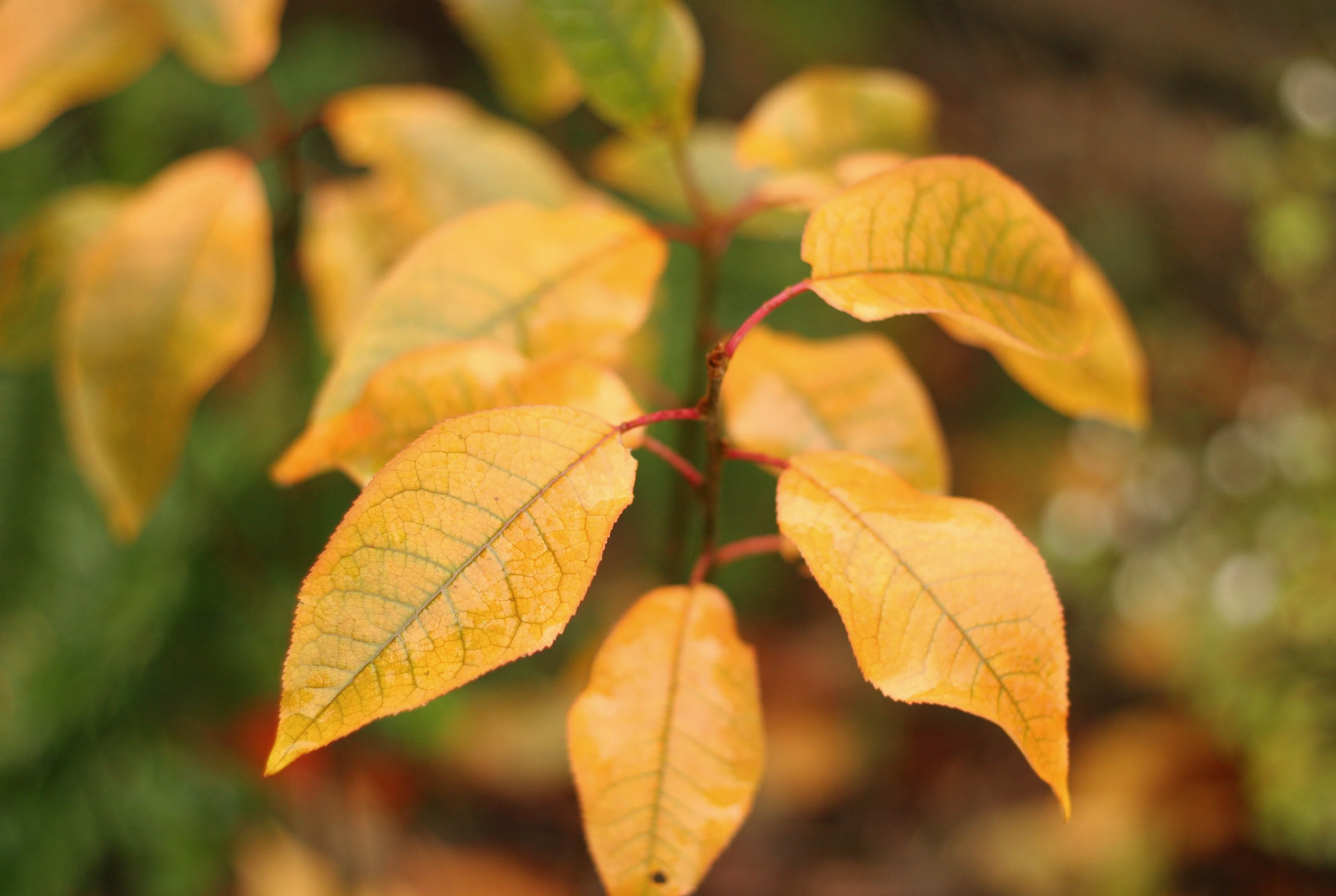 Common Chokecherry - Image 5