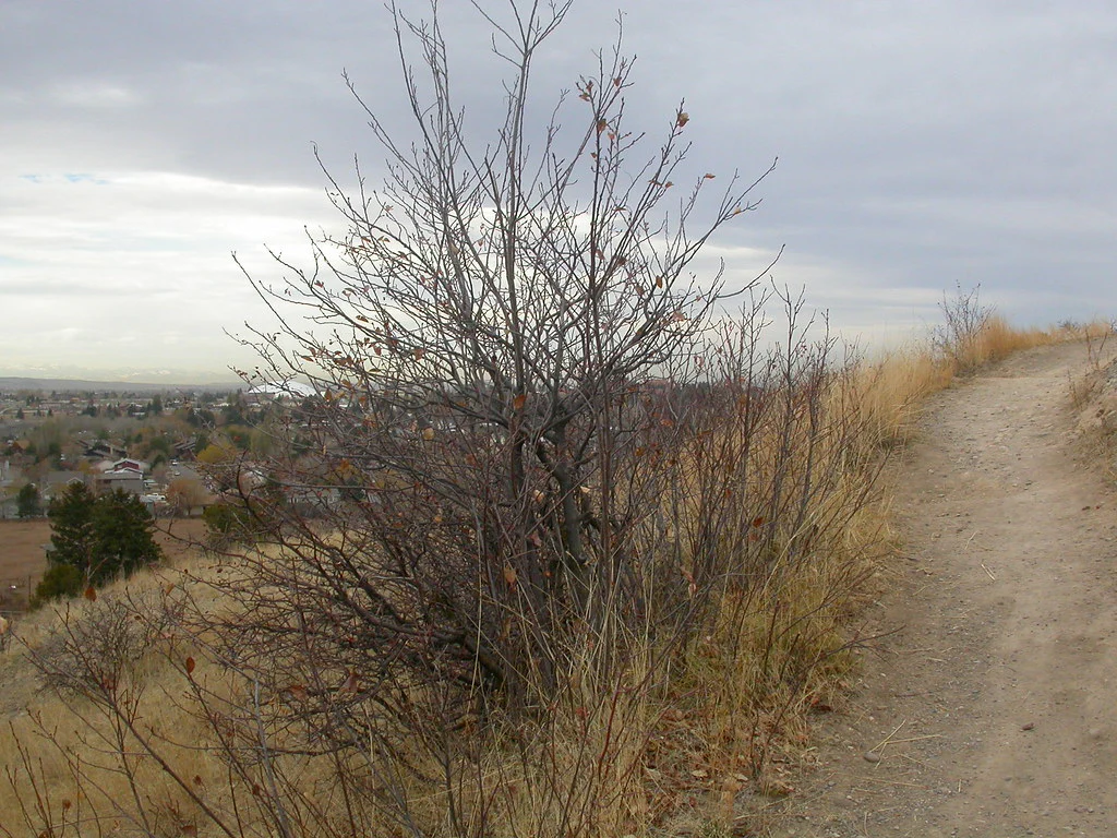 Common Chokecherry - Image 6