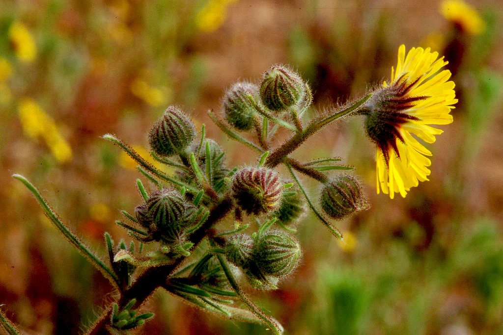 Common Madia (Seeds) - Image 3