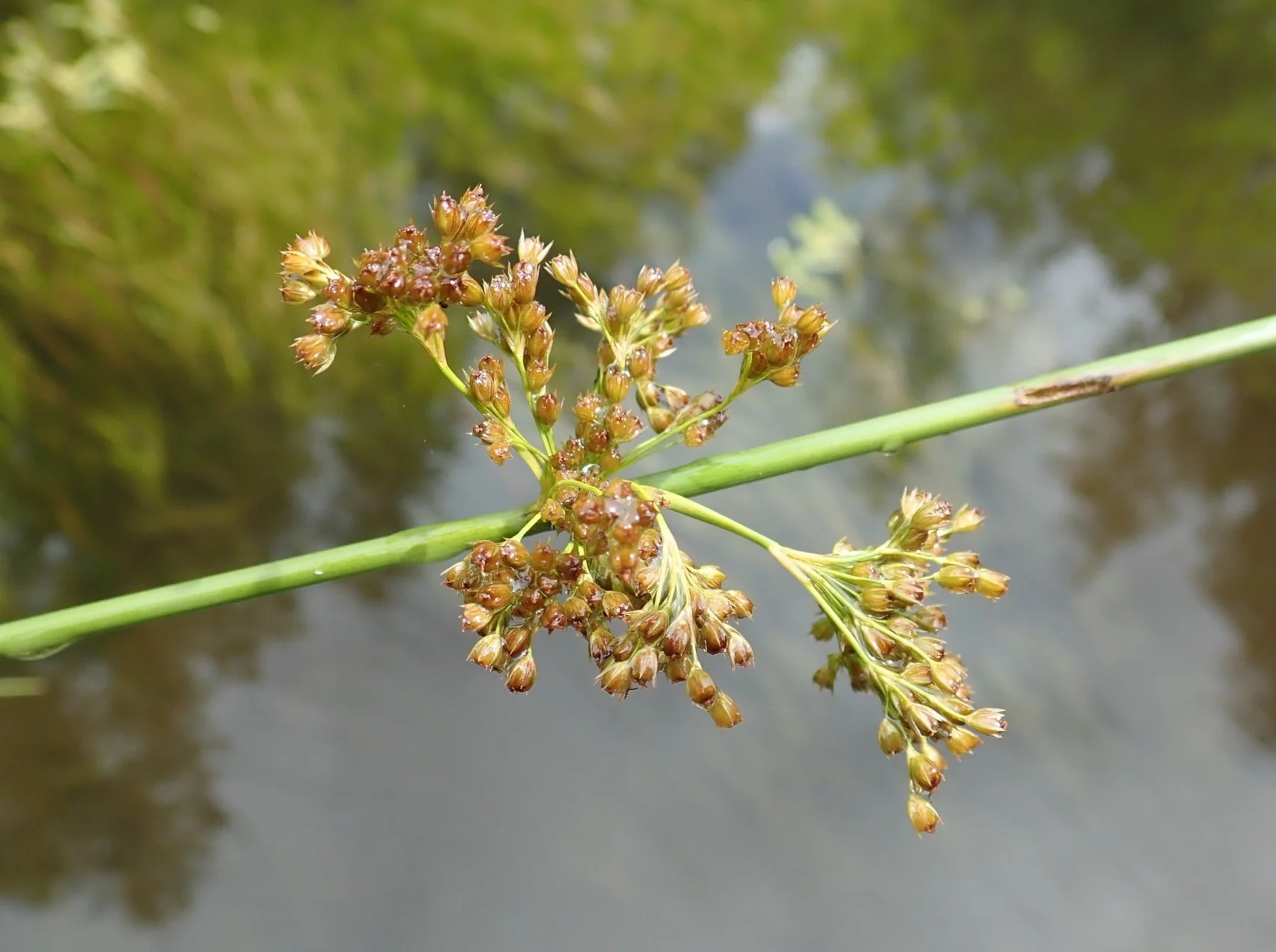 Common Rush - Image 2