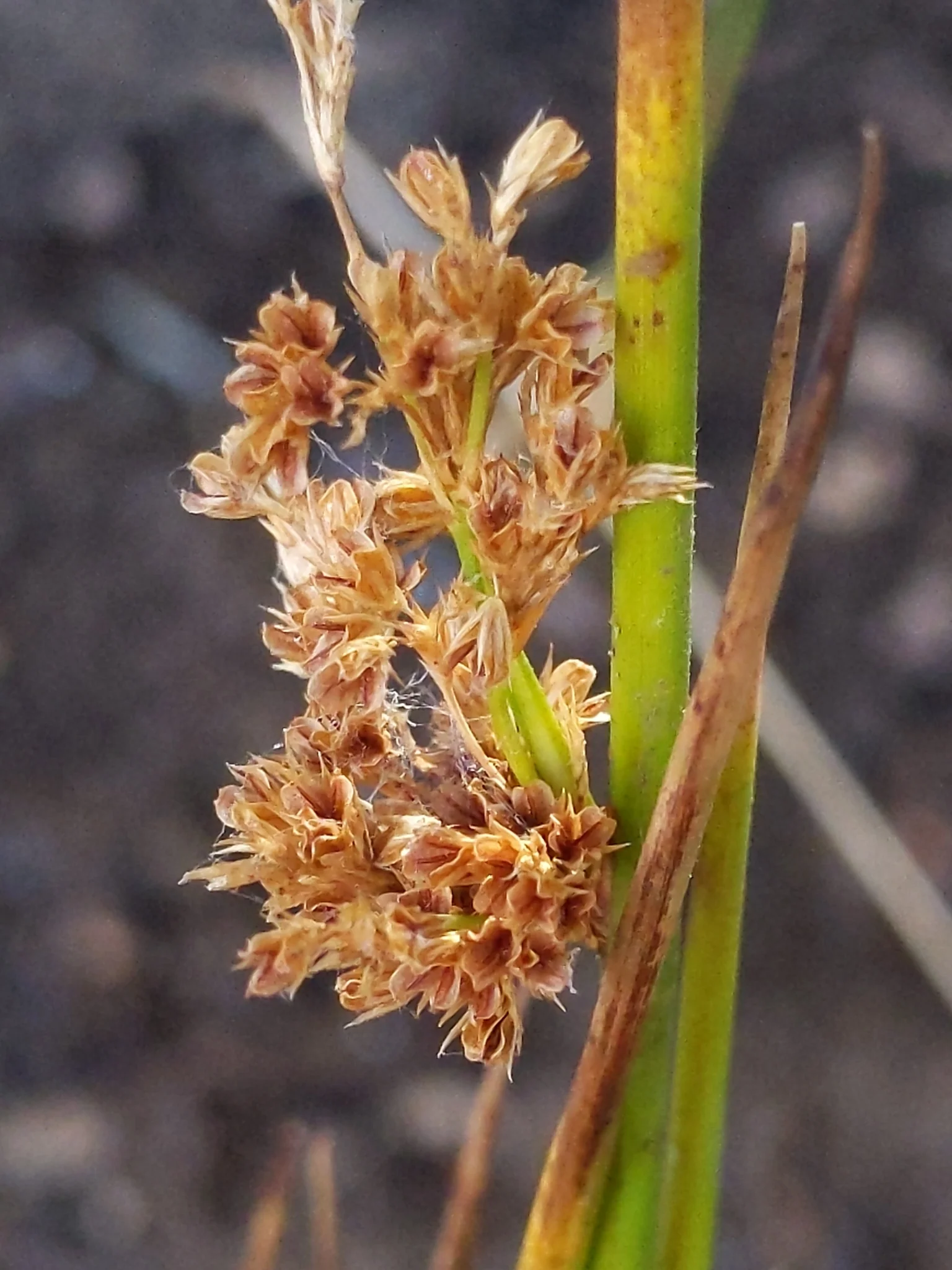 Common Rush - Image 3