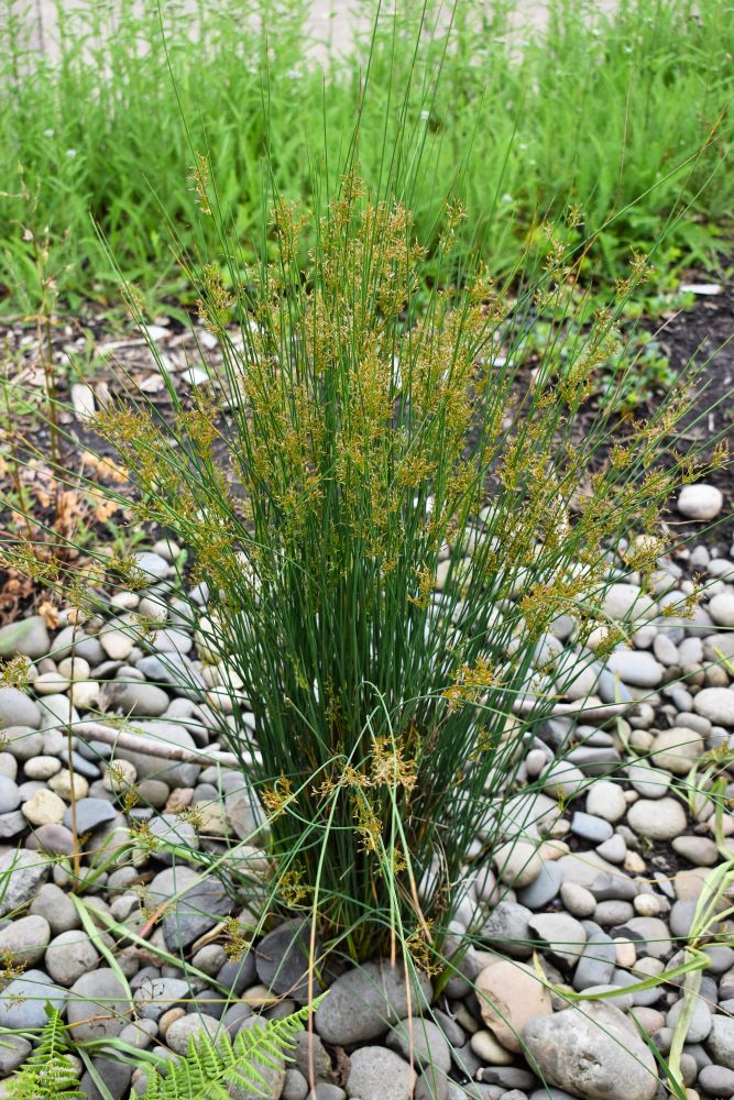 Common Rush - Image 4