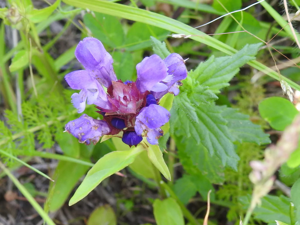 Self-Heal (Seeds) - Image 3