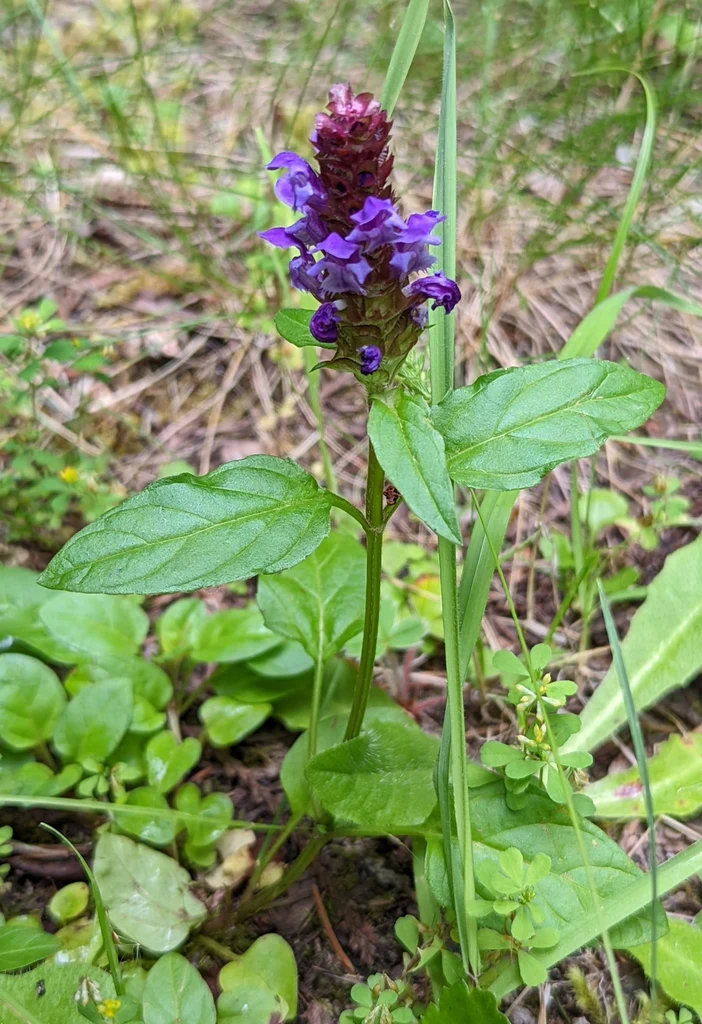 Self-Heal (Seeds) - Image 4