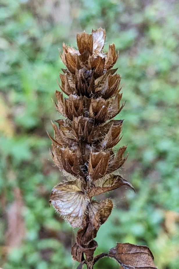 Self-Heal (Seeds) - Image 5