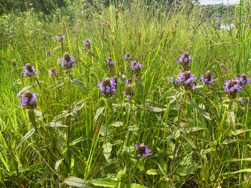 Self-Heal (Seeds) - Image 6