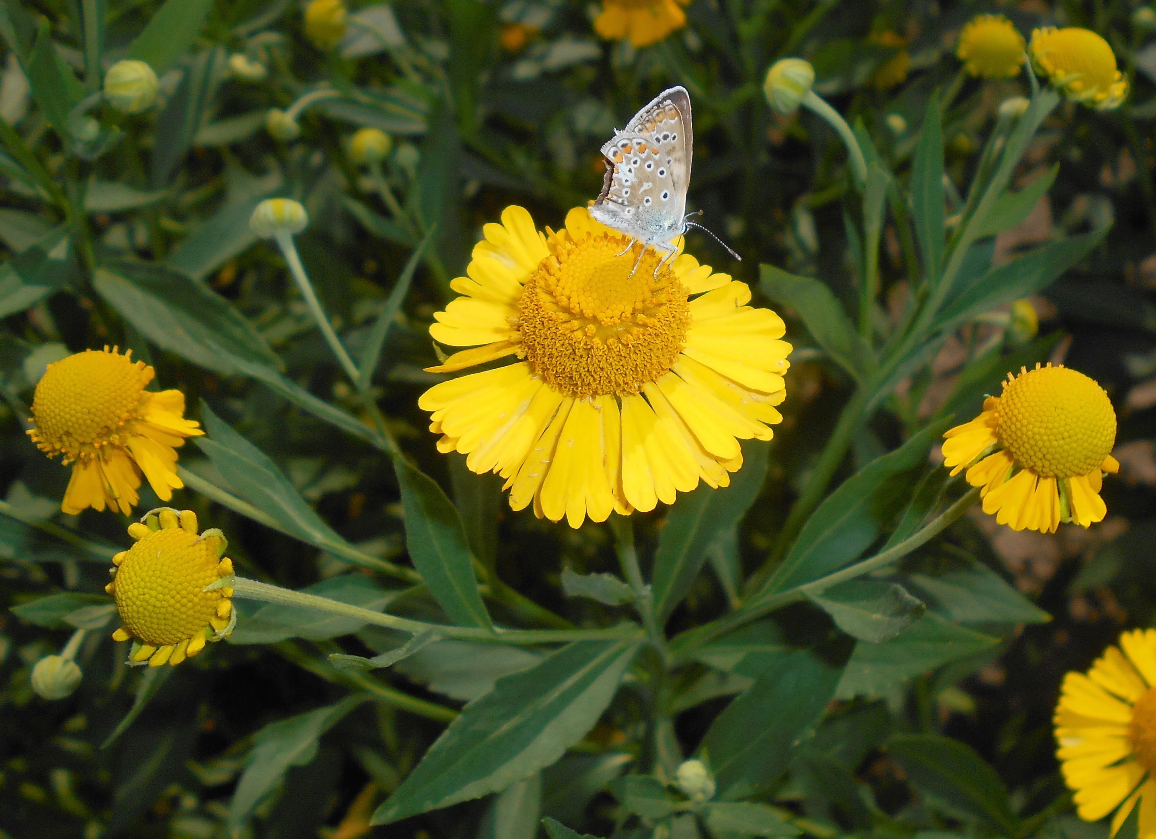 Common Sneezeweed - Image 2