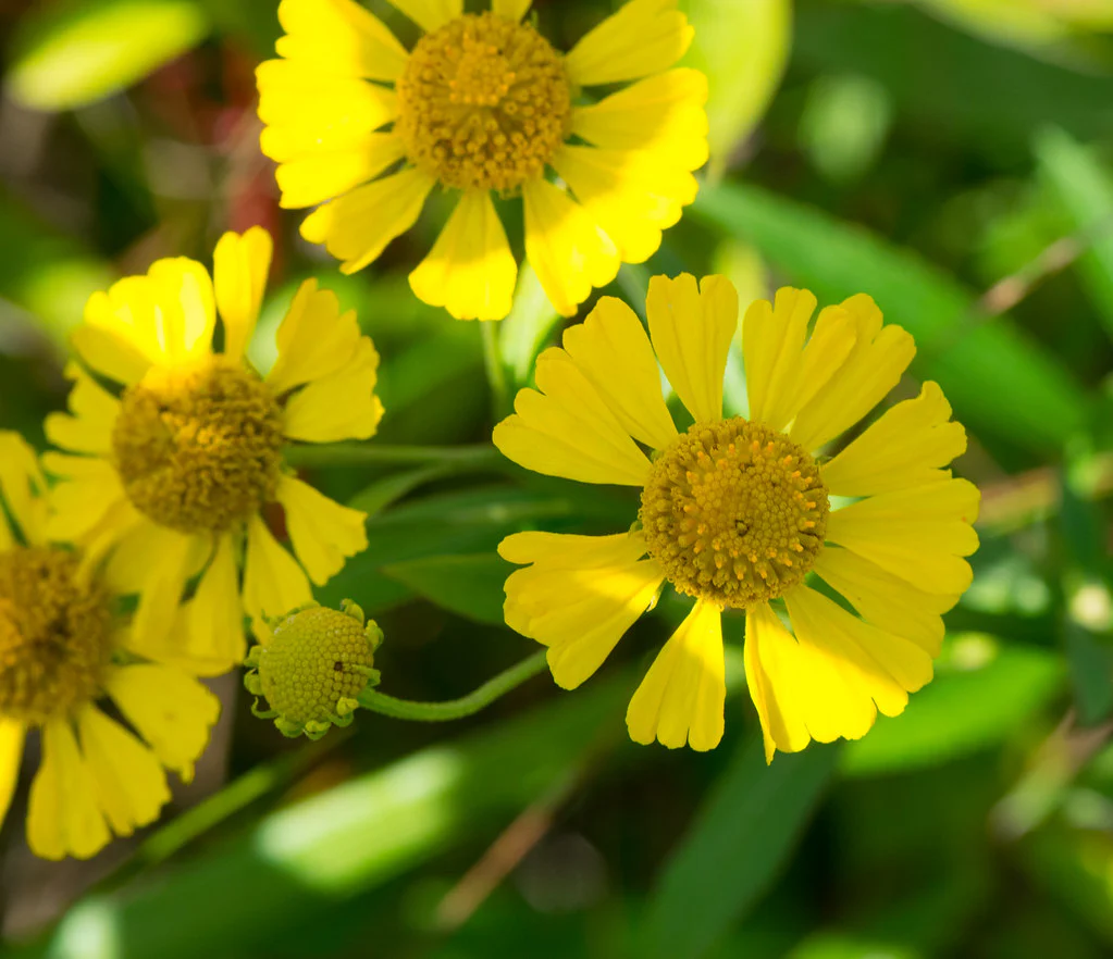 Common Sneezeweed - Image 3