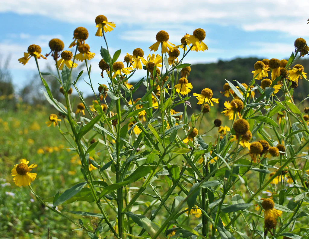 Common Sneezeweed - Image 4