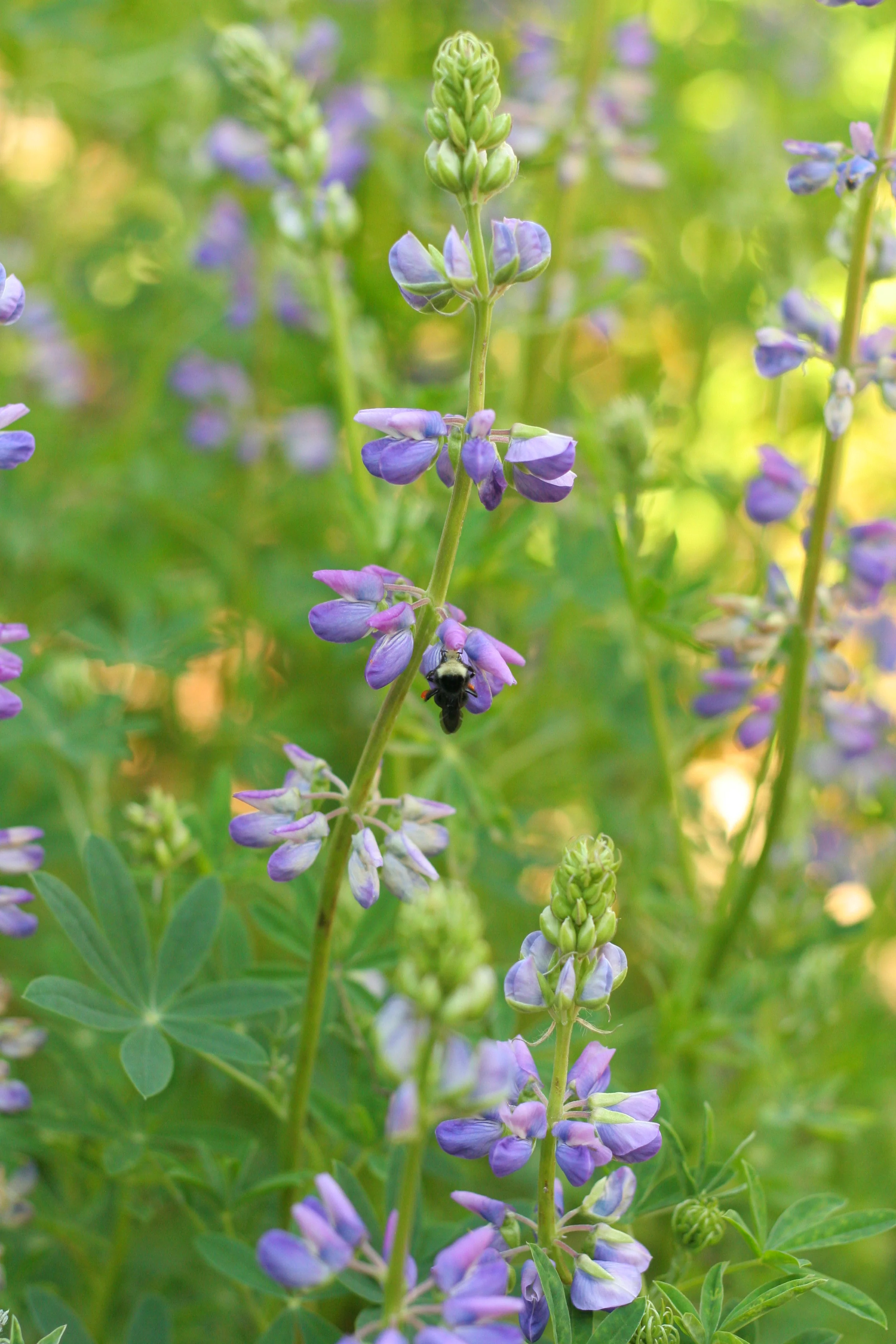 Riverbank Lupine - Image 2