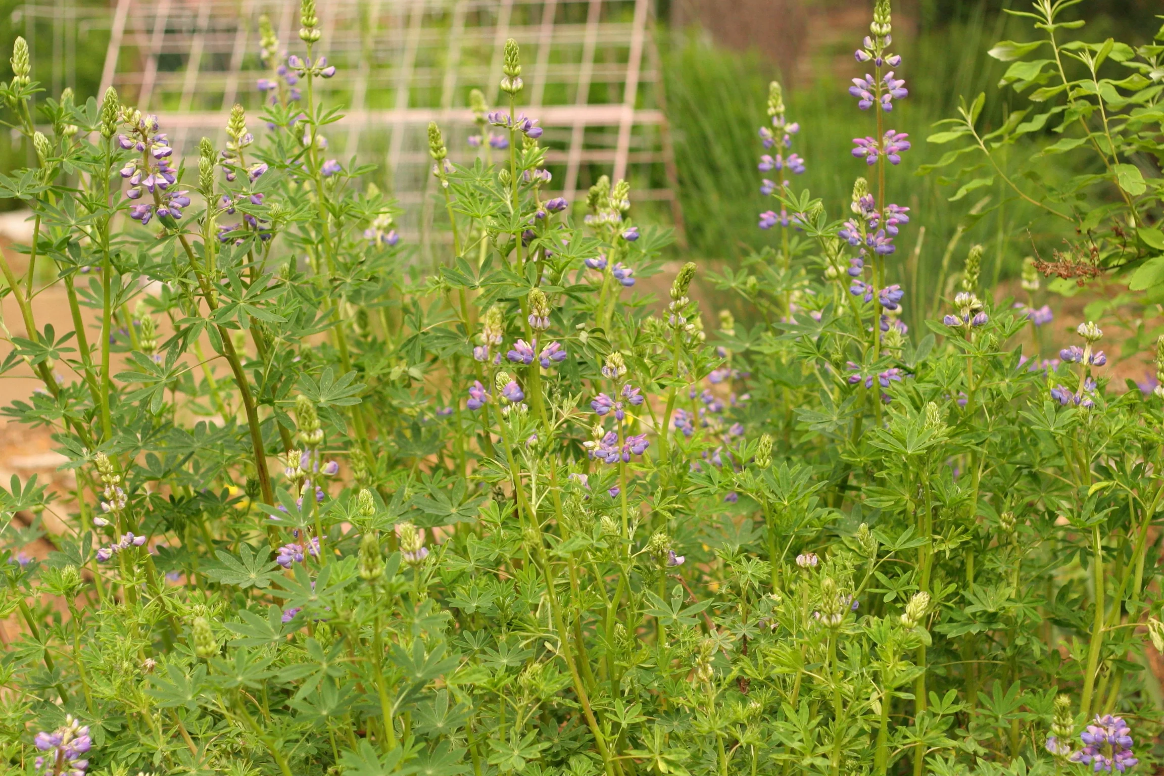 Riverbank Lupine - Image 3