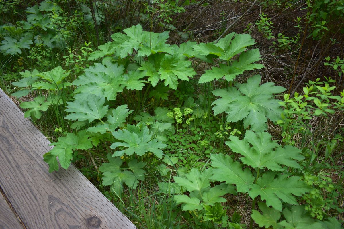Cow Parsnip - Image 2