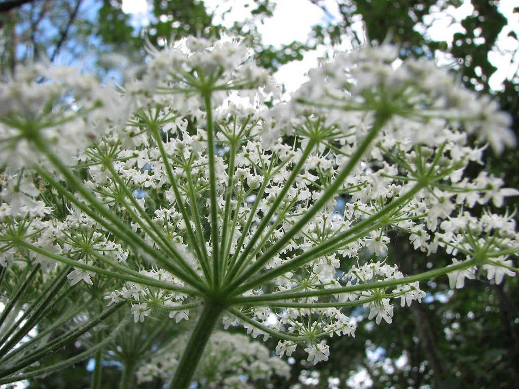 Cow Parsnip - Image 3