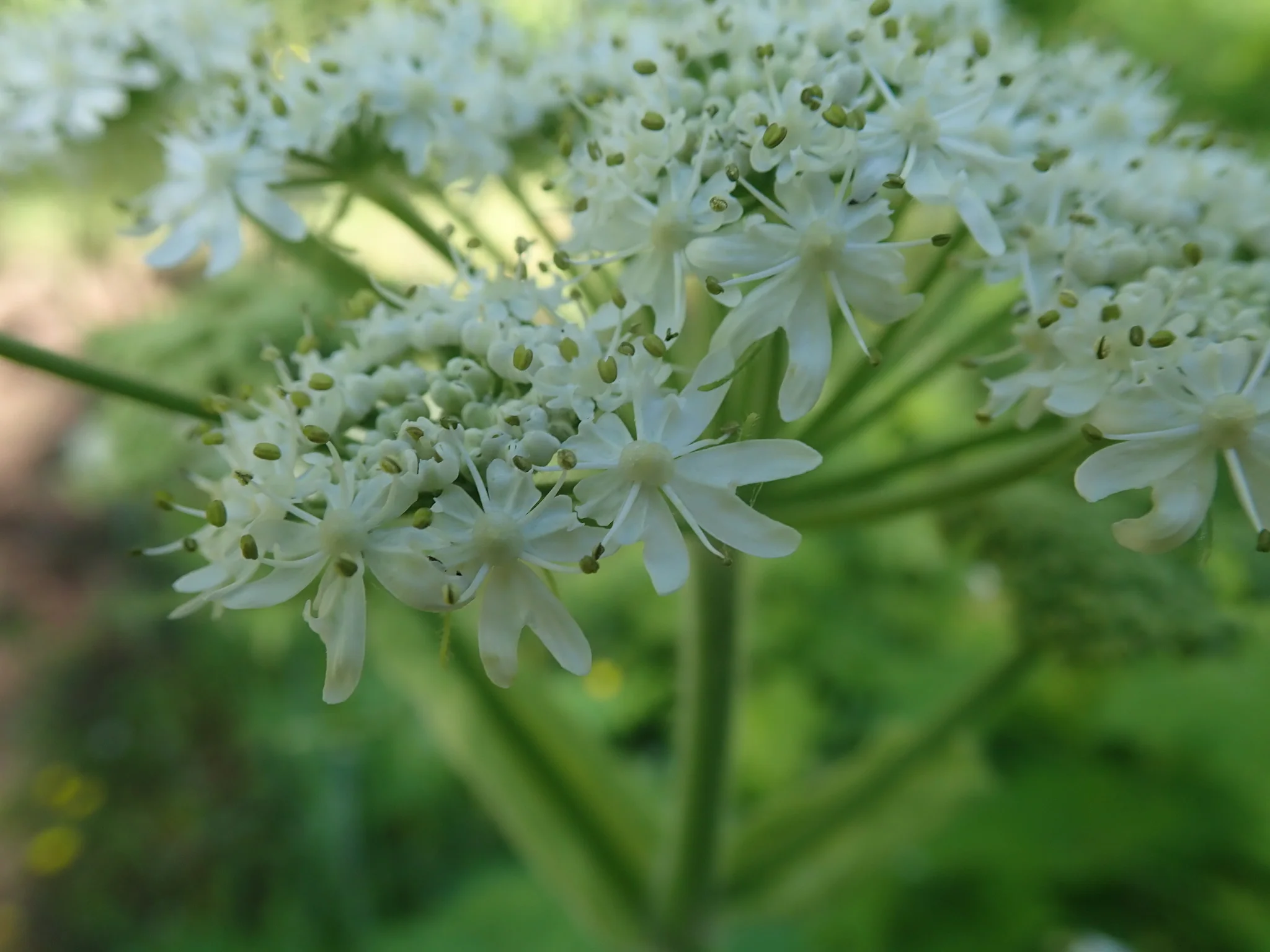 Cow Parsnip - Image 4